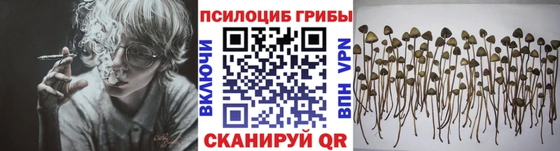 купить наркотики сайты  Дигора  Псилоцибиновые грибы Magic Shrooms 